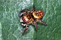Carrhotus_xanthogramma_RF0683_Z_88_Les Gris_Frankrijk